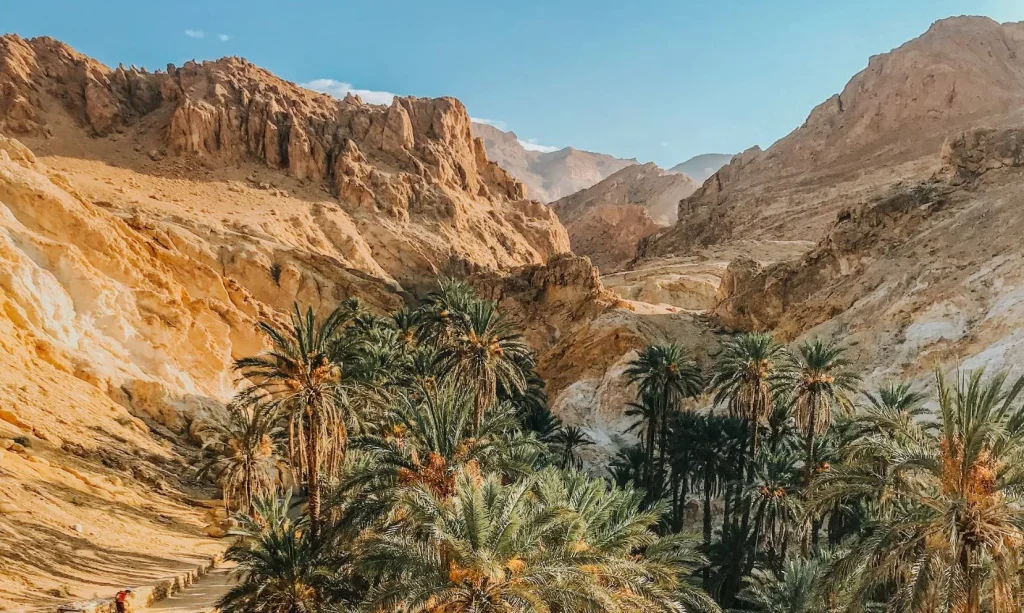 Lush oasis in Zagora, offering a serene contrast to the surrounding Sahara Desert landscape.