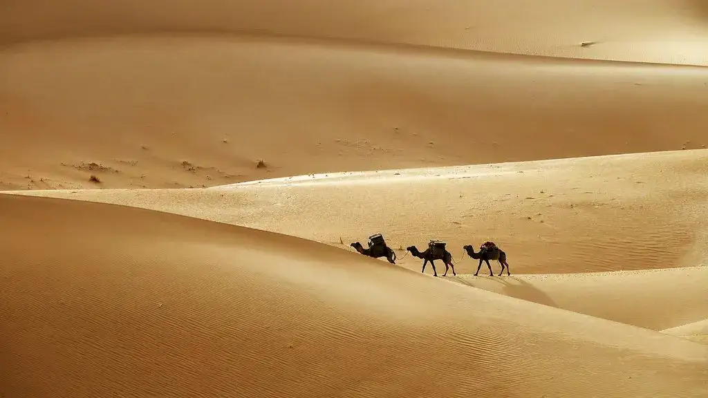 Camelos a atravessar as dunas douradas de Merzouga – Roteiro de 4 Dias em Marrocos com Deserto a Partir de Fez