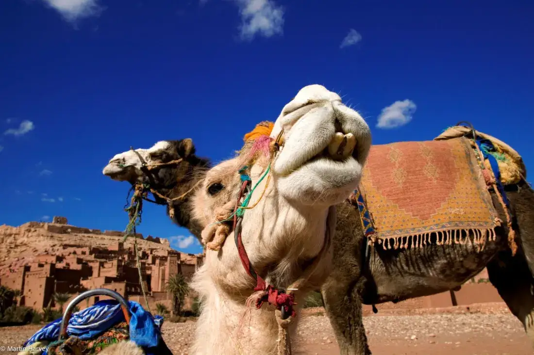 Camelo com uma kasbah ao fundo – Excursão ao deserto de 4 dias de Marraquexe a Fez