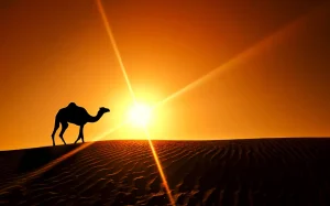 Silhueta de um camelo contra o sol poente – Viagem de 5 dias de Fez a Marrakech