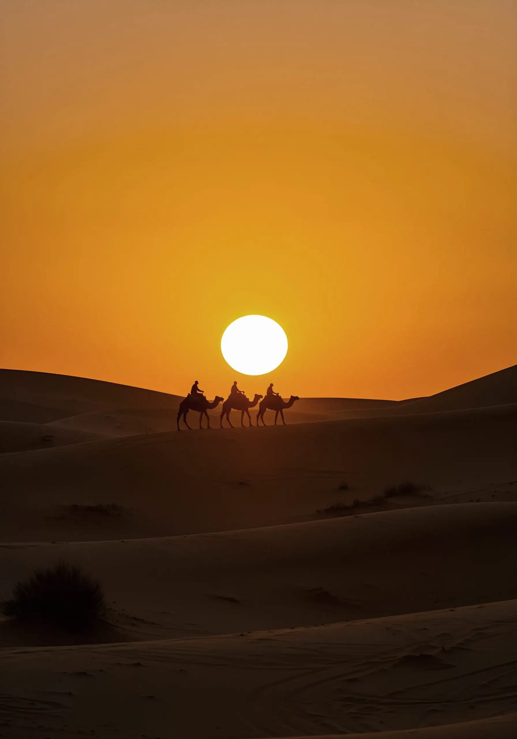 Camel caravan at sunrise in the Sahara dunes