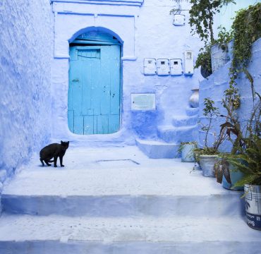 Cats on street in medina of blue town Chefchaouen, Morocco